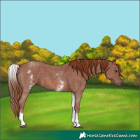 Horse Color:White Spotted Chestnut Sabino