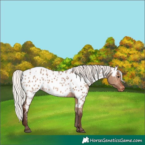 Horse Color:Silver Brown Dun Appaloosa 