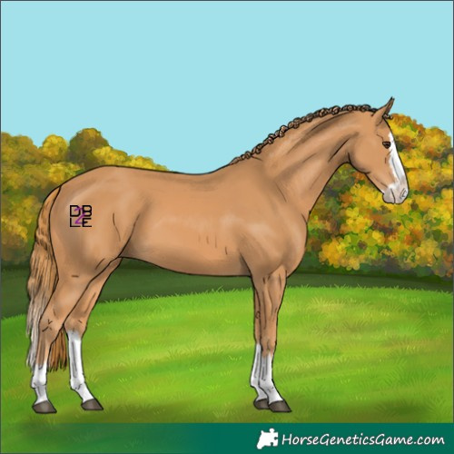 Horse Color:Chestnut Splash 