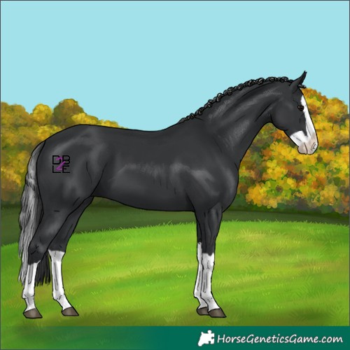 Horse Color:Black Splash