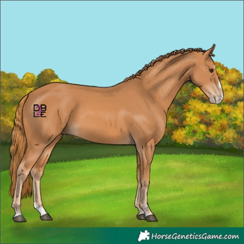 Horse Color:Chestnut Splash 