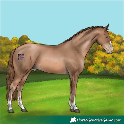 Horse Color:Liver Chestnut Pearl