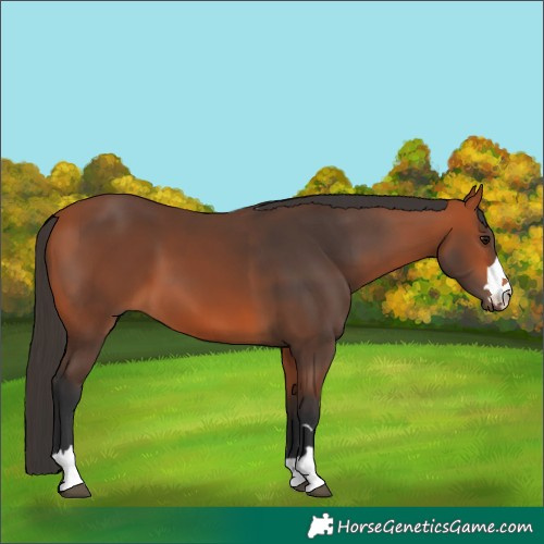 Horse Color:Bay and Bay