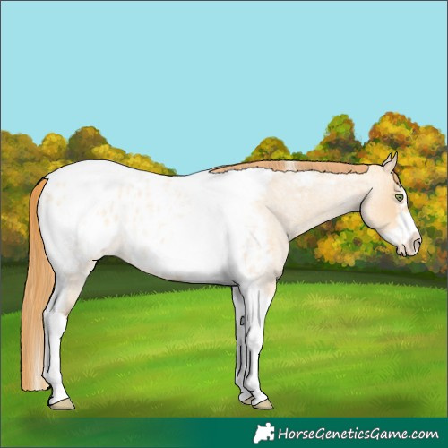Horse Color:Gold Champagne Roan Dun Splash Tobiano Frame Appaloosa Rabicano 