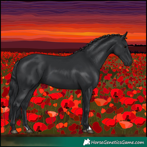 Horse Color:Black 