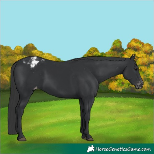 Horse Color:Black Appaloosa 