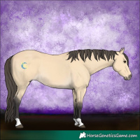 Horse Color:Buckskin
