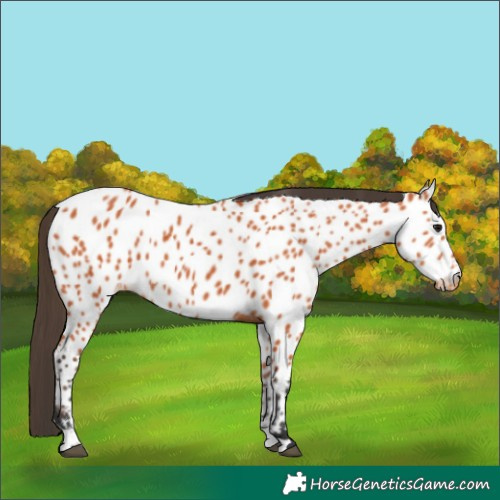 Horse Color:Bay Near Leopard 