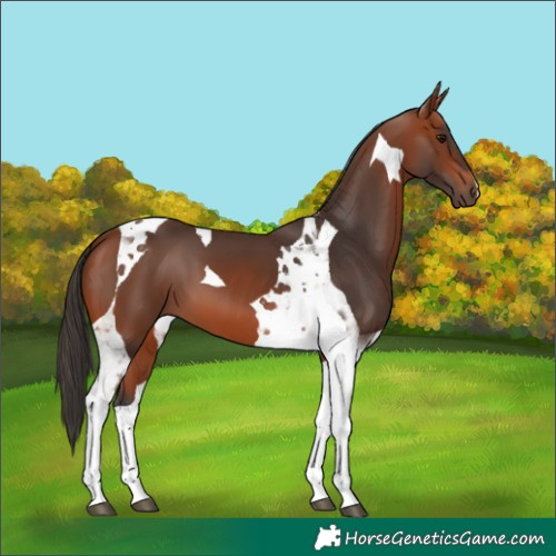 Horse Color:Bay Tobiano 