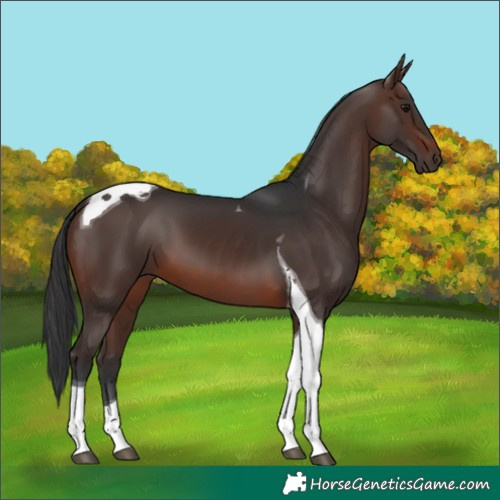 Horse Color:Brown Tobiano 