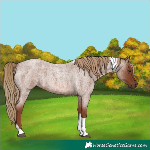 Horse Color:Red Roan Tobiano 