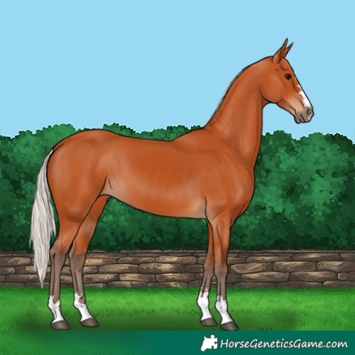 Horse Color:Silver Bay 