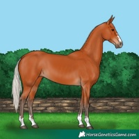 Horse Color:Silver Bay 