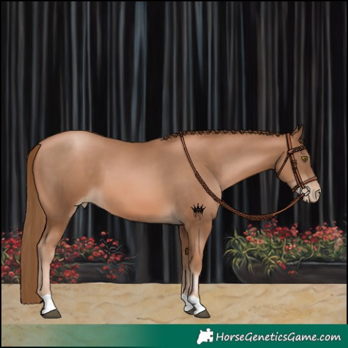 Horse Color:Liver Chestnut Pearl 