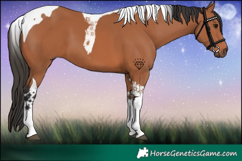 Horse Color:Bay Tobiano