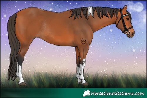 Horse Color:Bay Tobiano Rabicano 