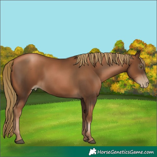 Horse Color:Gray Liver Chestnut Pearl