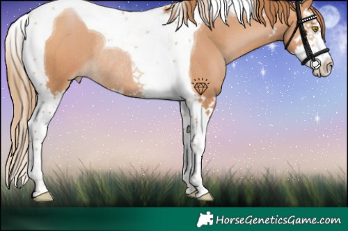 Horse Color:Bay Pearl Splash Tobiano Rabicano