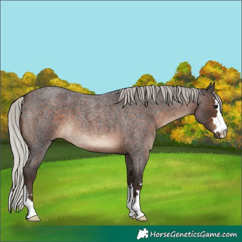 Horse Color:Silver Brown Roan 