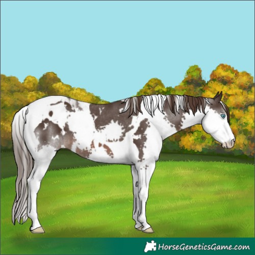 Horse Color:White Spotted Liver Chestnut Splash Tobiano