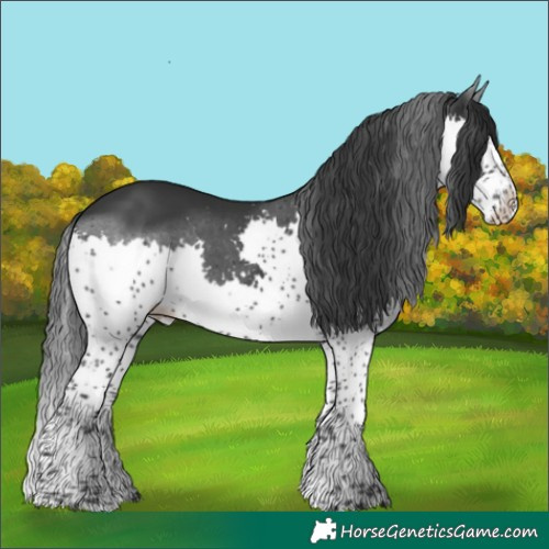 Horse Color:Black Splash