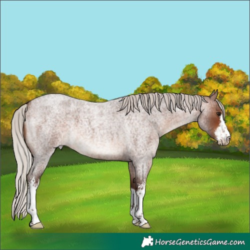 Horse Color:White Spotted Silver Brown Roan 