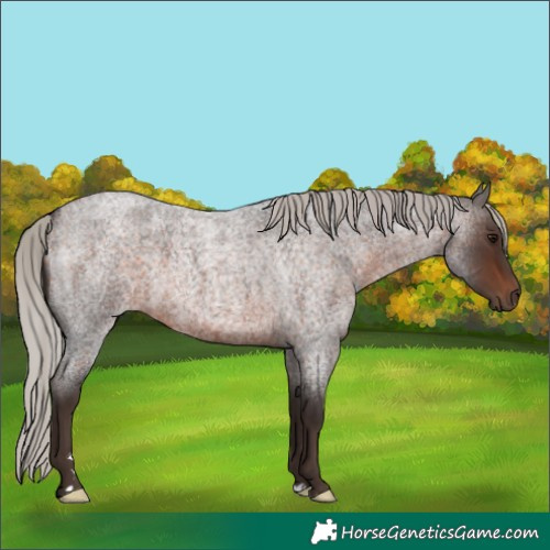 Horse Color:Silver Brown Roan 