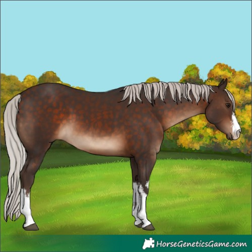 Horse Color:White Spotted Silver Brown