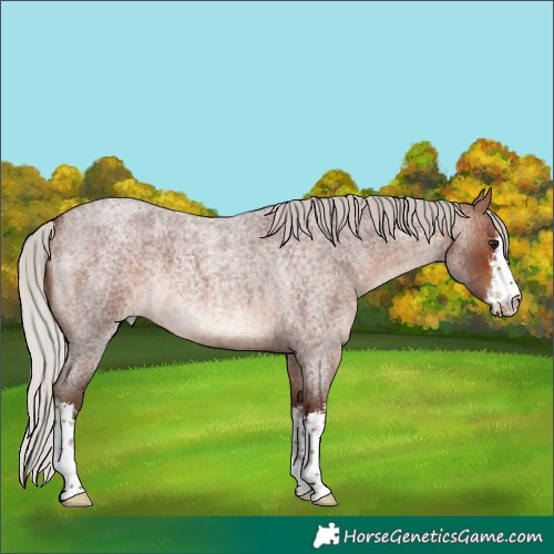 Horse Color:White Spotted Silver Brown Roan