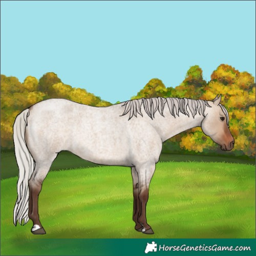 Horse Color:Silver Bay Roan Dun 