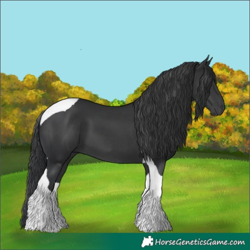 Horse Color:Black Tobiano