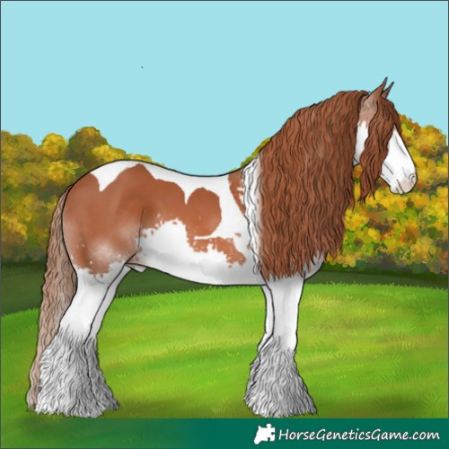 Horse Color:Chestnut Splash Tobiano