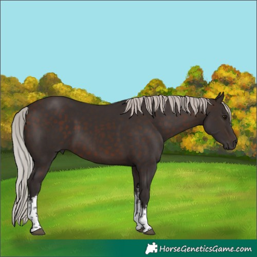 Horse Color:White Spotted Silver Brown