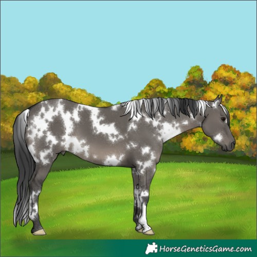 Horse Color:Platinum White Spotted Grullo 