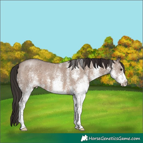 Horse Color:White Spotted Liver Red Dun 