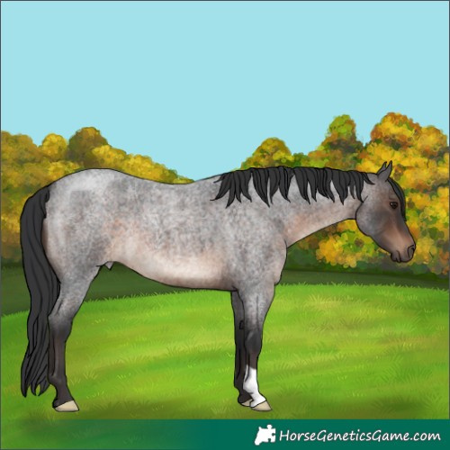 Horse Color:Brown Roan 