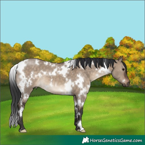 Horse Color:White Spotted Brown Dun