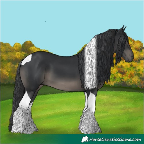 Horse Color:Black Tobiano