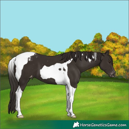 Horse Color:Liver Chestnut Tobiano Varnish 