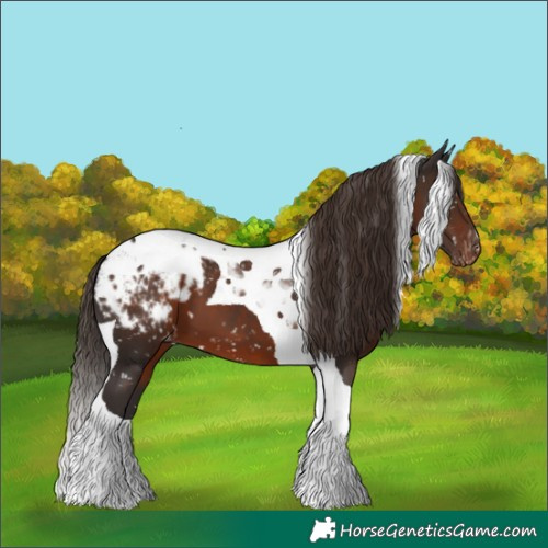 Horse Color:Liver Chestnut Tobiano Appaloosa
