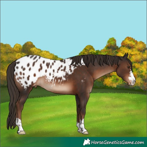 Horse Color:Liver Chestnut Blanket