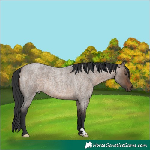 Horse Color:Brown Roan Dun