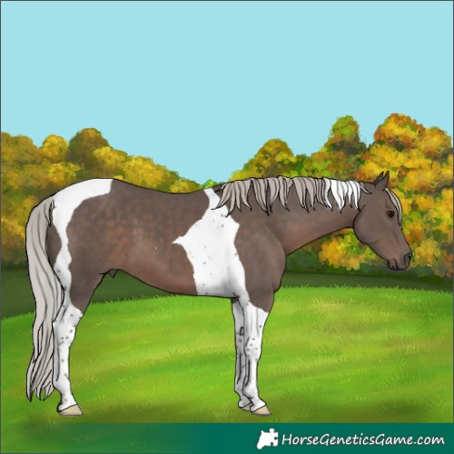 Horse Color:Silver Black Tobiano