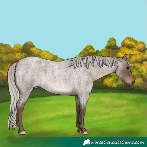 Horse Color:Silver Blue Roan
