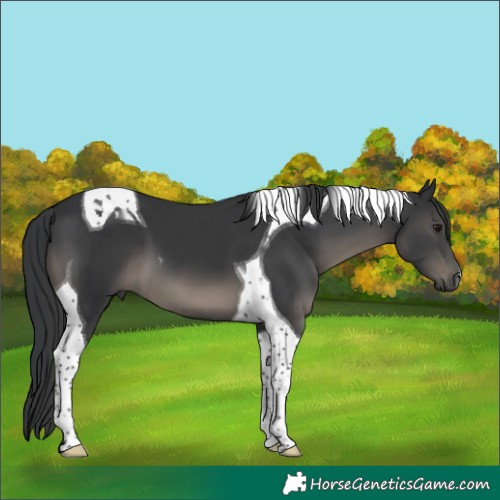 Horse Color:Black Tobiano