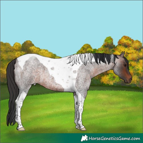 Horse Color:Brown Roan Tobiano