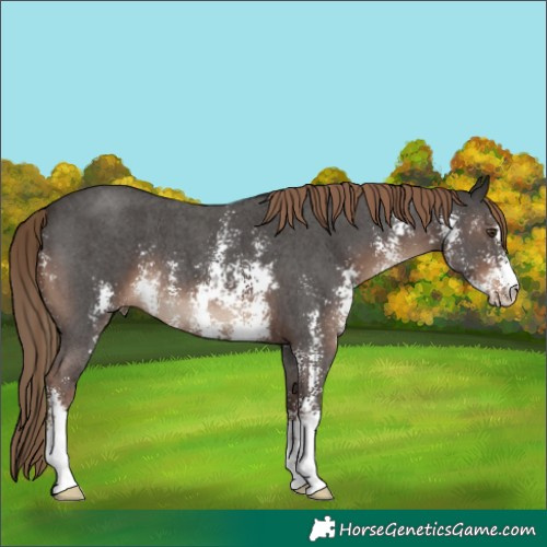 Horse Color:Liver Chestnut Sabino 