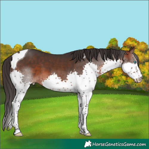 Horse Color:Brown Splash Tobiano Varnish