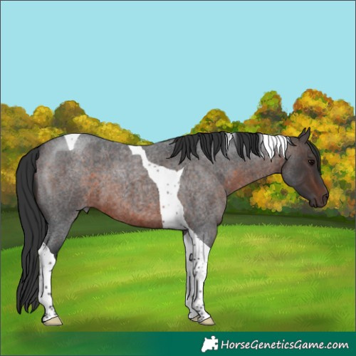 Horse Color:Brown Roan Tobiano