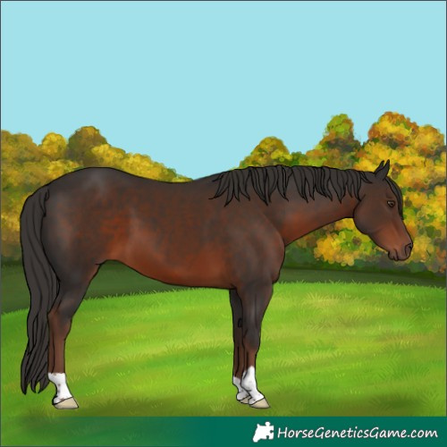 Horse Color:Liver Chestnut 